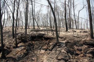 Imatge del bosc calcinat a la zona occidental de l'incendi de l'Alt Empordà, entre Terrades i Boadella