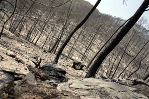 Imatge del bosc calcinat a la zona occidental de l'incendi de l'Alt Empordà, entre Terrades i Boadella