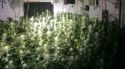 Dos detinguts per un cultiu amb més de 500 plantes de marihuana en un xalet de Platja d'Aro