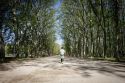 Girona invertirà més de 600.000 euros en preservar els arbres històrics i l'enjardinament de la Devesa