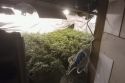 Tres homes a presó per tenir 487 plantes de marihuana i 20 kg de cabdells en una casa a Tossa