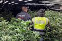 Desmantellen un cultiu amb més de 700 plantes de marihuana en un habitatge de Platja d'Aro