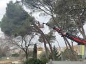 Girona tala un arbre de la pineda de l’Escola Annexa per seguretat