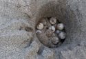 Localitzen el primer niu de tortuga careta de l’estiu a la platja de l’Estartit