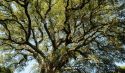 Palafrugell impulsa una norma pionera a Europa per calcular la petjada de carboni dels taps
