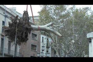 Retiren els 2 arbres caiguts de la Rambla de Figueres per a replantar-los