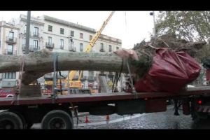 Replanten els arbres caiguts de la Rambla de Figueres