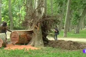 Cau un plataner de més de 60 metres a la Devesa de Girona