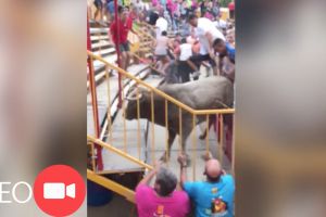 Un toro escapa del correbou de Vidreres i fereix dinou persones