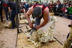 Un instant durant el concurs d'esquilada de xais que s'ha realitzat dins de la 47a Festa de la Llana