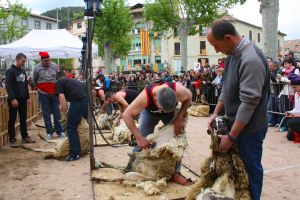 Un instant durant el concurs d'esquilada de xais que s'ha realitzat dins de la 47a Festa de la Llana