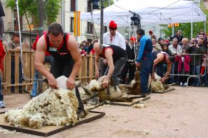 Un instant durant el concurs d'esquilada de xais que s'ha realitzat dins de la 47a Festa de la Llana