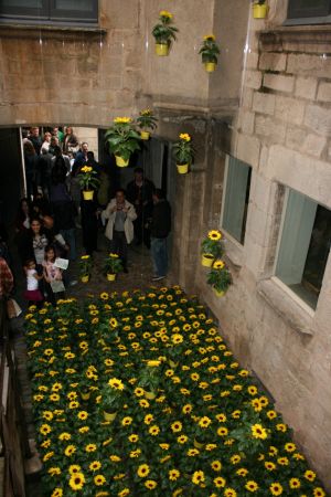 Una gran quantitat de gira-sols, alguns penjats amb un fil, en un dels patis.