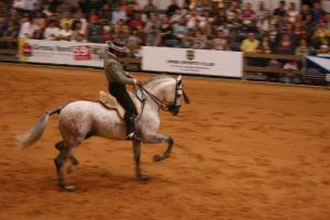 Exhibició. Durant aquesta, els cavalls es movien al ritme de la  música