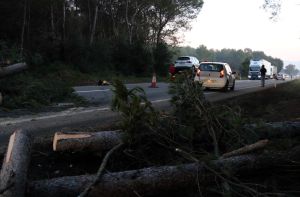 Els troncs que s'han llençat a la via Gi-623 entre Ventalló i Sant Mori han provocat un accident