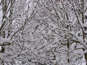 Arbres plens de neu a Sant Iscle de Colltort