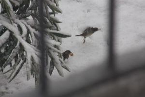 Ocells lluitant per una mica de menjar a Salt