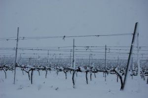 Els conreus de vinya de Santa Llogaïa d'Alguema van quedar coberts pel temporal