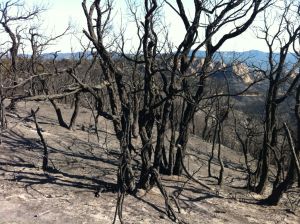 Aspecte que presentava la zona afectada per les flames el dissabte al matí