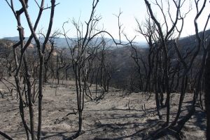 L'incendi ha calcinat una àrea d'unes 500 hectàrees del massís de l'Ardenya
