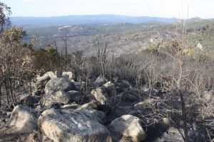 El foc del Baix Empordà ja ha entrat en fase de control i ha cremat una superfície de 393 hectàrees