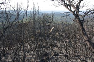 El foc del Baix Empordà ja ha entrat en fase de control i ha cremat una superfície de 393 hectàrees