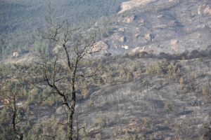 El foc del Baix Empordà ja ha entrat en fase de control i ha cremat una superfície de 393 hectàrees