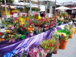 Una parada de roses al centre d'Olot