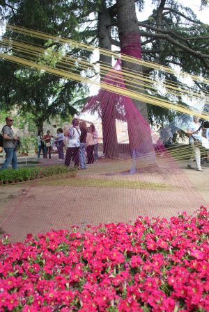 Una mostra floral situada prop dels banys àrabs