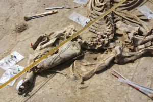 L'esquelet intacte del tapir, de fa 3,1 milions d'anys, se suma a la resta de grans vertebrats que s'han trobat intactes al jaciment del Camp dels Ninots