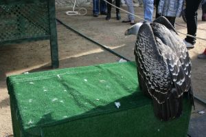 La fira també incloïa un racó de falconeria