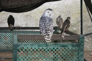 Aquí se'n mostra quatre falcons de sis que hi havia.