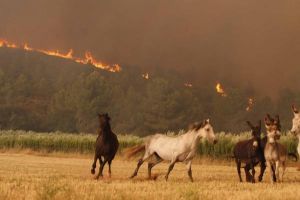 Els animals intentaven fugir de les flames