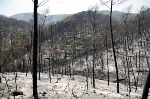 Imatge del bosc calcinat a la zona occidental de l'incendi de l'Alt Empordà, entre Terrades i Boadella