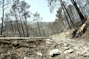 Imatge del bosc calcinat a la zona occidental de l'incendi de l'Alt Empordà, entre Terrades i Boadella