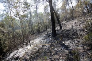 Imatge del bosc calcinat a la zona occidental de l'incendi de l'Alt Empordà, entre Terrades i Boadella