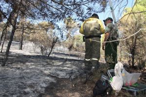 Els Agents Rurals investigant les causes de l'incendi de Vilopriu, que ha començat en un dels marges de la carretera GI-631