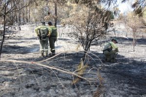 Els Agents Rurals investigant les causes de l'incendi de Vilopriu, que ha començat en un dels marges de la carretera GI-631