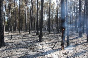 El foc de Vilopriu ha calcinat unes deu hectàrees de massa forestal i, a hores d'ara, els Bombers ja l'han donat per estabilitzat