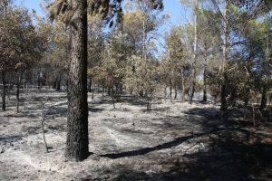 El foc de Vilopriu ha calcinat unes deu hectàrees de massa forestal i, a hores d'ara, els Bombers ja l'han donat per estabilitzat