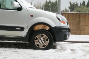 Un gat amagant-se de la calamarsa sota un cotxe