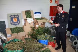 Comissen 3.000 plantes de marihuana a Figueres