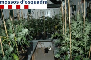 Un foc en un garatge posa al descobert una plantació de marihuana 