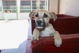 Cau un 25% el nombre de gossos abandonats a la Selva el 2012