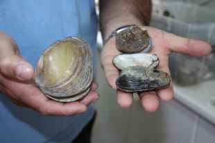 El laboratori de nàiades de Porqueres acull dues noves espècies