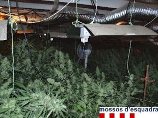 Localitzen una plantació dins una casa amb 1.122 plantes de marihuana