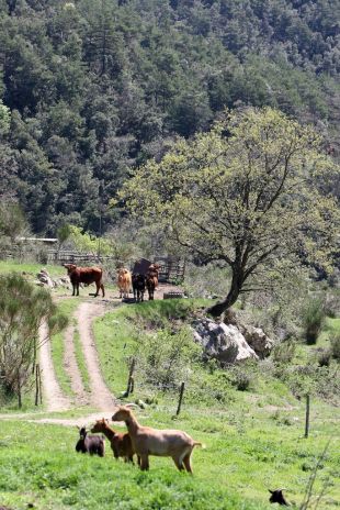 L'Alta Garrotxa recupera 24 hectàrees d’espais oberts i pastures