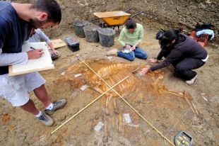 Descobert un nou esquelet de bòvid de fa 3,1 milions d'anys a Caldes