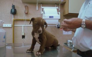 Ordenen vacunar contra la ràbia els animals de companyia de Porqueres i Banyoles
