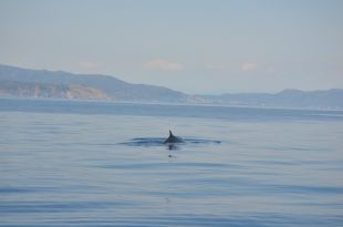 Albiren sis balenes a tocar del Cap de Creus